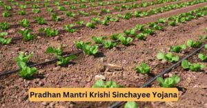 Pradhan Mantri Krishi Sinchayee Yojana- micro irrigation