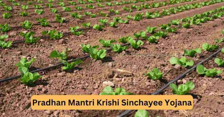 Pradhan Mantri Krishi Sinchayee Yojana- micro irrigation